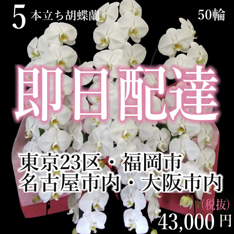 超大特価 楽天市場 4都市当日配送 胡蝶蘭5本立ち 胡蝶蘭5本立ち大輪 開店祝い 還暦祝い お祝い 胡蝶蘭 5本立ち 胡蝶蘭 送料無料 お祝い 花 開店祝い お祝い花 お供え花 ラン 胡蝶蘭 胡蝶蘭 お祝い お祝い返し 還暦 喜寿 米寿 竣工式落成式 お歳暮株主