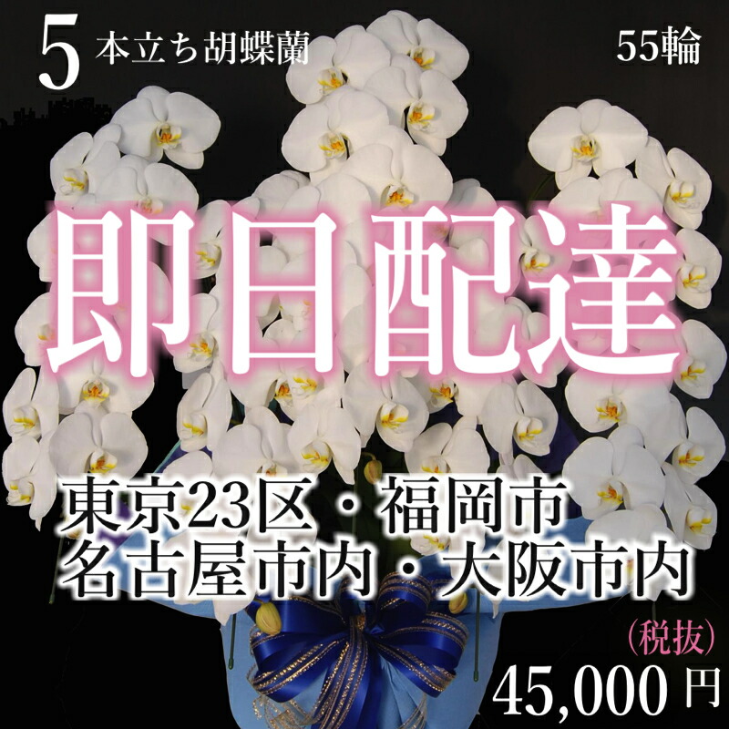人気満点 楽天市場 4都市当日配送 胡蝶蘭5本立ち 胡蝶蘭5本立ち大輪 開店祝い 還暦祝い お祝い 胡蝶蘭 5本立ち 胡蝶蘭 送料無料 お祝い花 開店祝い お祝い花 お供え花 ラン 胡蝶蘭 胡蝶蘭 お祝い お祝い返し 還暦 喜寿 米寿 竣工式落成式 お歳暮株主