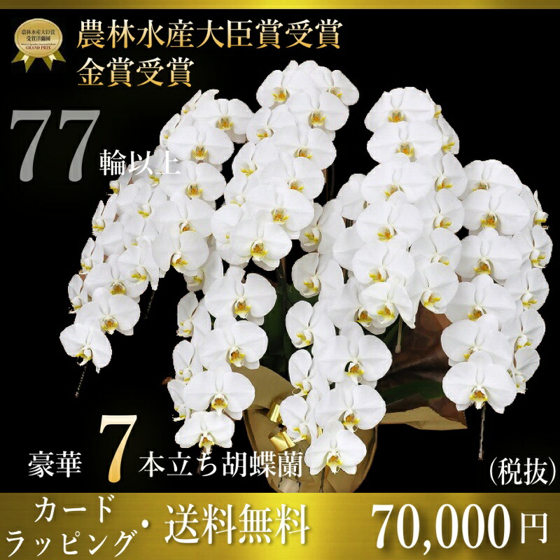 ■夢見鳥蘭7本立77輪～(蕾含む)■夢見鳥蘭7本立ち・夢見鳥蘭(コチョウラン)夢見鳥蘭7本立ち大輪/開店祝賀会/還暦祝賀会/祝賀会・夢見鳥蘭 7本立ち/夢見鳥蘭 貨物輸送無料/祝賀会花・開店祝賀会・祝賀会花・お供え花・ 【幽客・夢見鳥蘭】夢見鳥蘭 祝賀会 竣工式落成式御盆 お歳暮株主総会正月