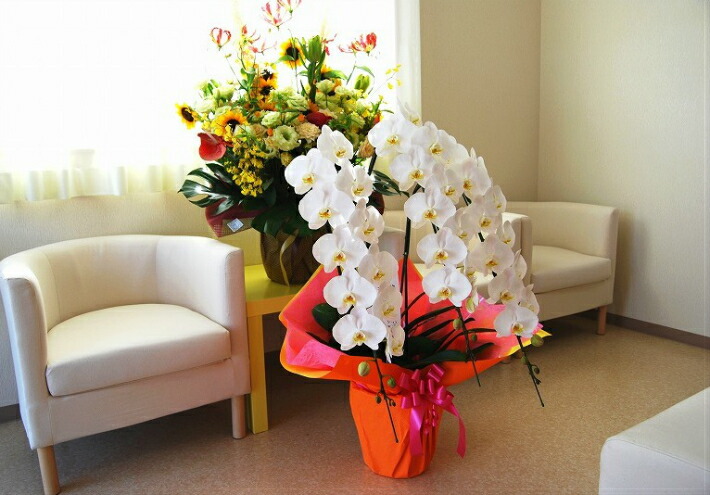 プレミアム胡蝶蘭3本立39輪 蕾含む 3本立ち大輪 開店祝い 還暦祝い お祝い 胡蝶蘭 3本立ち 胡蝶蘭 送料無料 お祝い花 開店祝い お祝い花 お供え花 ラン 胡蝶蘭 胡蝶蘭 お祝い お祝い返し 還暦 喜寿 米寿 竣工式落成式 お歳暮株主総会はなやか正月 Lojascarrossel Com Br