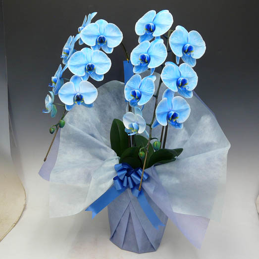 北海道専用 ブルーエレガンス胡蝶蘭 青い胡蝶蘭 送料込み Prescriptionpillsonline Is
