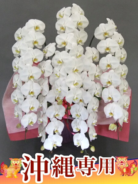 沖縄専用 夢見鳥蘭5本立ち割り増し金