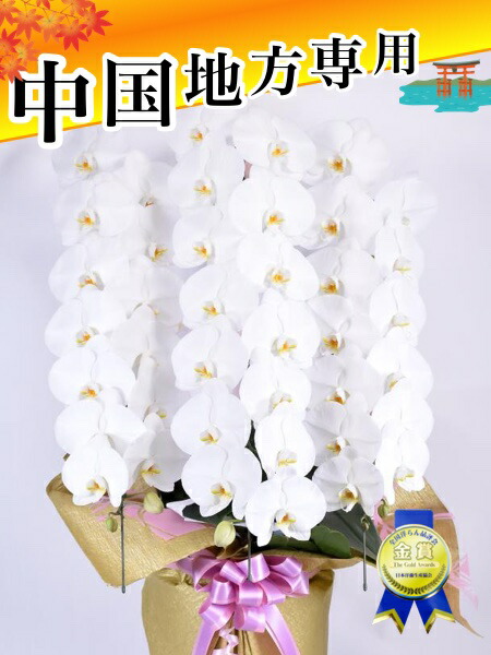 割り増し金夢見鳥蘭大輪3本立ち42輪～47輪 蕾含む 中国地方 広島 岡山 島根 鳥取 山口