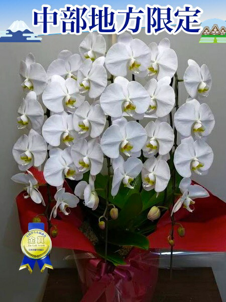数量限定セール開店祝い 胡蝶蘭送料無料 胡蝶蘭3本立ち大輪 胡蝶蘭ミディ 胡蝶蘭お祝い 胡蝶蘭誕生日 お祝い花 お祝い返し 還暦 喜寿 胡蝶蘭3本立33輪 36輪 蕾含む 黒臼胡蝶蘭3本立ち33輪以上蕾含む中部地方新潟県 富山県 石川県 福井県 岐阜県 長野県 山梨県