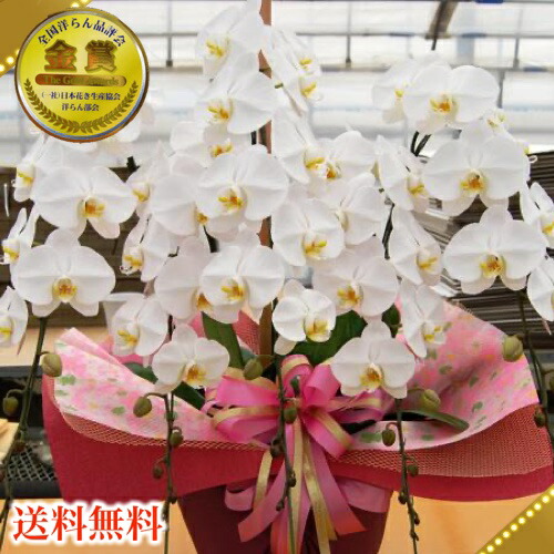 円 新発売 胡蝶蘭5本立ち 胡蝶蘭 コチョウラン 胡蝶蘭大輪5本立ち胡蝶蘭 お祝い 開店祝い 大輪 開店祝いシンポジウム 周年記念式典 竣工式落成式 お歳暮株主総会はなやか正月