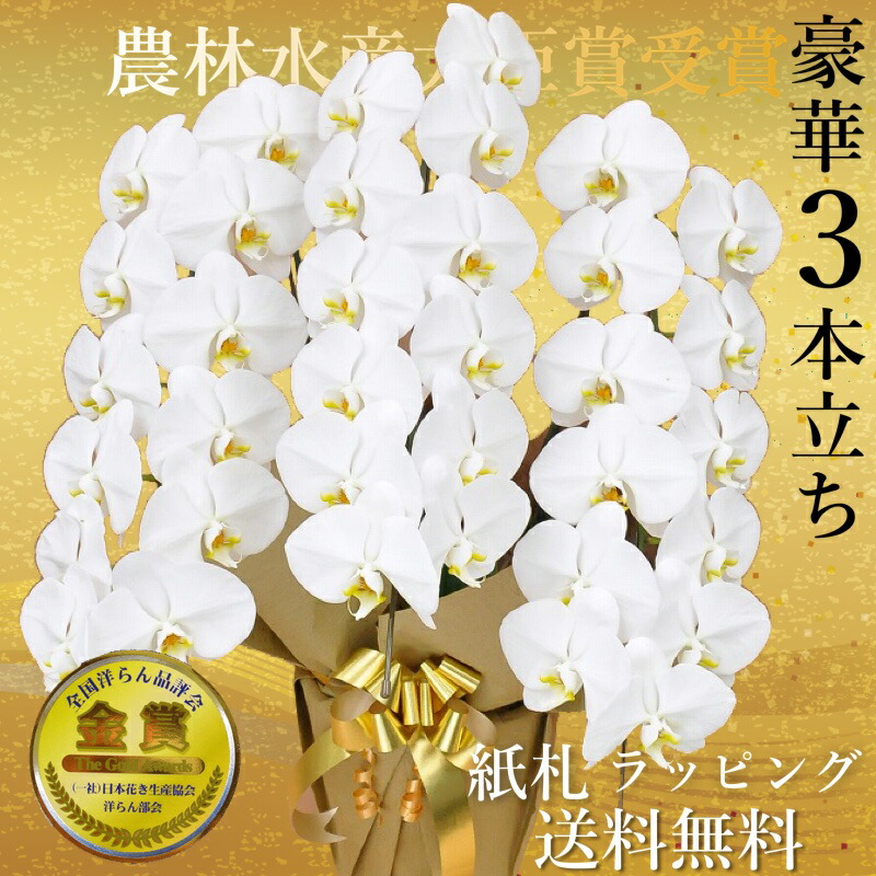 夢見鳥蘭3本立ち・夢見鳥蘭(コチョウラン)夢見鳥蘭3本立ち大輪/開店祝い事/還暦祝い事/祝い事・夢見鳥蘭 3本立ち/夢見鳥蘭 貨物輸送無料/祝い事花・開店祝い事・祝い事花・お供え花・ 【幽客・夢見鳥蘭】夢見鳥蘭 祝い事・祝い事受け答え・還暦・喜寿・米寿 竣工式落成式 お歳暮株主総会晴れ晴れしい正月
