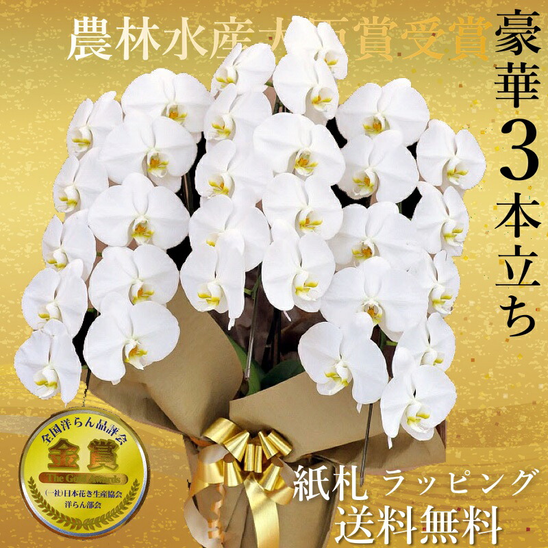 九州/配送無料/胡蝶蘭3本立ち大輪/開店祝い/還暦祝い/お祝い 送料無料/お祝い花・開店祝い・お祝い花・お供え花・ ラン お祝い・お祝い返し・還暦・喜寿・米寿　竣工式落成式　お歳暮株主総会福岡大分佐賀長崎宮崎熊本鹿児島博多座正月｜胡蝶蘭専門店　ギフトフラワー