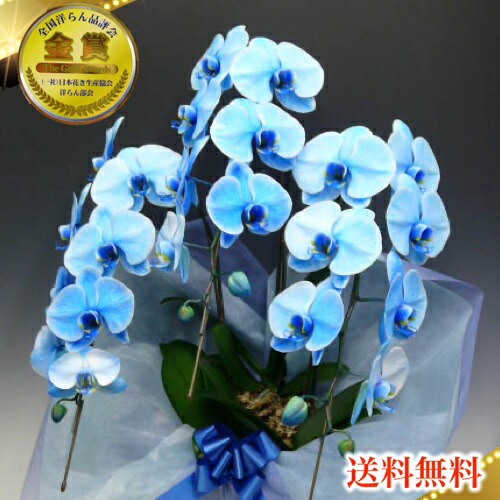 人気満点 お歳暮株主総会はなやか松浦園芸正月 開店祝い ブルーエレガンス胡蝶蘭3本立ち お供え花 竣工式落成式 ブルー胡蝶蘭 お祝い花 変わり青胡蝶蘭 3本立ち 胡蝶蘭3本立ち 送料無料 還暦祝い お祝い 胡蝶蘭 花 観葉植物
