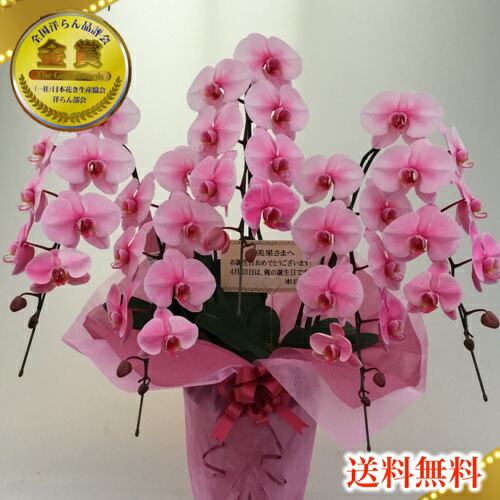 配送員設置送料無料 楽天市場 選べる7色イエロー 黄色 マリン 濃い水色 ピンク 桃色 オレンジ 橙色 グリーン 緑色 ブルー 青 パープル 紫 5本立ち胡蝶蘭エレガンス 竣工式落成式 お歳暮株主総会はなやか 送料無料 松浦園芸正月 胡蝶蘭専門店 ギフト