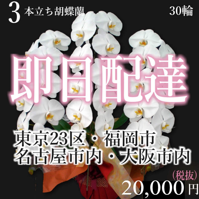 代引不可 4都市当日配送 胡蝶蘭3本立ち 胡蝶蘭3本立ち大輪 開店祝い 還暦祝い お祝い 胡蝶蘭 3本立ち 胡蝶蘭 送料無料 お祝い花 開店祝い お祝い花 お供え花 ラン 胡蝶蘭 胡蝶蘭 お祝い お祝い返し 還暦 喜寿 米寿 竣工式落成式 お歳暮株主総会