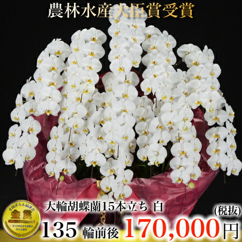 胡蝶蘭15本立ち・胡蝶蘭(コチョウラン)胡蝶蘭15本立ち大輪/開店祝い/還暦祝い/お祝い・胡蝶蘭 15本立ち/胡蝶蘭 送料無料/お祝い花・開店祝い・お祝い花・お供え花・ 【ラン・胡蝶蘭】胡蝶蘭 お祝い・お祝い返し・還暦・喜寿・米寿 竣工式落成式お盆 お歳暮株主総会正月|胡蝶蘭専門店 ギフトフラワー