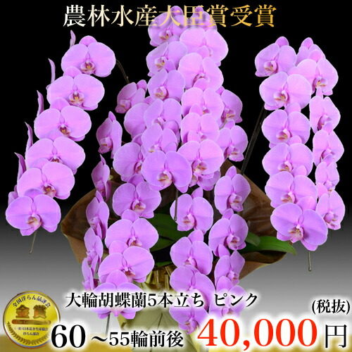 夢見鳥蘭5本立ち・夢見鳥蘭(コチョウラン)夢見鳥蘭大輪5本立ち【貨物輸送無料】夢見鳥蘭 祝賀会・夢見鳥蘭・開店祝賀会・・夢見鳥蘭・夢見鳥蘭 大輪・夢見鳥蘭 開店祝賀会【幽客・夢見鳥蘭】座談会 周年祝する御祝い  竣工式落成式 お歳暮株主総会晴れ晴れしい正月