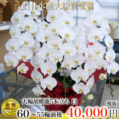 夢見鳥蘭5本立ち・夢見鳥蘭(コチョウラン)夢見鳥蘭大輪5本立ち【貨物輸送無料】夢見鳥蘭 祝賀会・夢見鳥蘭・開店祝賀会・・夢見鳥蘭・夢見鳥蘭 大輪・夢見鳥蘭 開店祝賀会【幽客・夢見鳥蘭】座談会 周年祝する御祝い  竣工式落成式 お歳暮株主総会晴れ晴れしい正月