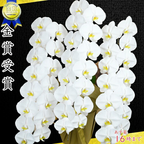 割り増し金夢見鳥蘭大輪3本立ち42輪～47輪(蕾含む)九州/送りとどける無料/夢見鳥蘭3本立ち大輪/開店祝賀会/還暦祝賀会/祝賀会 貨物輸送無料/祝賀会花・開店祝賀会還暦・喜寿・米寿 竣工式落成式 お歳暮株主総会福岡少なからず佐賀長崎宮崎熊本鹿児島博多座正月