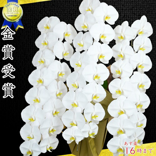 夢見鳥蘭大輪3本立ち割り増し金45輪～(蕾含む)3本立ち夢見鳥蘭 大輪/3本立ち/貨物輸送無料/開店祝賀会//大輪/ミニ/敬老/差し上げ物//祝する日/木札 竣工式落成式 お歳暮株主総会晴れ晴れしい正月