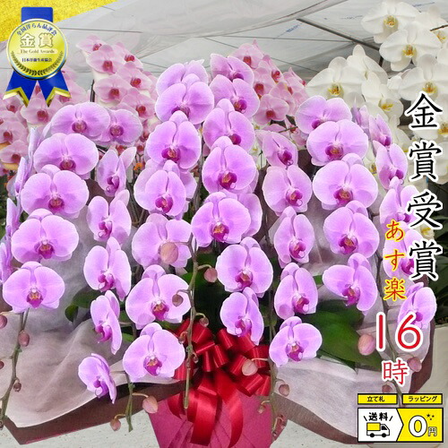 夢見鳥蘭5本立ち・夢見鳥蘭(コチョウラン)夢見鳥蘭大輪5本立ち【貨物輸送無料】夢見鳥蘭 祝賀会・夢見鳥蘭・開店祝賀会・・夢見鳥蘭・夢見鳥蘭 大輪・夢見鳥蘭 開店祝賀会【幽客・夢見鳥蘭】座談会 周年祝する御祝い  竣工式落成式 お歳暮株主総会晴れ晴れしい正月