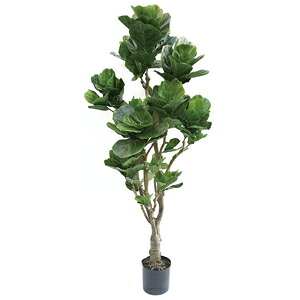 人工観葉植物　フェイクグリーン　カシワバゴム1800【カシワバゴムノキ・柏葉ゴム・人工観葉植物・造花】｜YOU通販