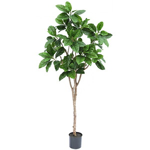 人工観葉植物　フェイクグリーン　ピンポンの木1800【人工観葉植物・造花】｜YOU通販