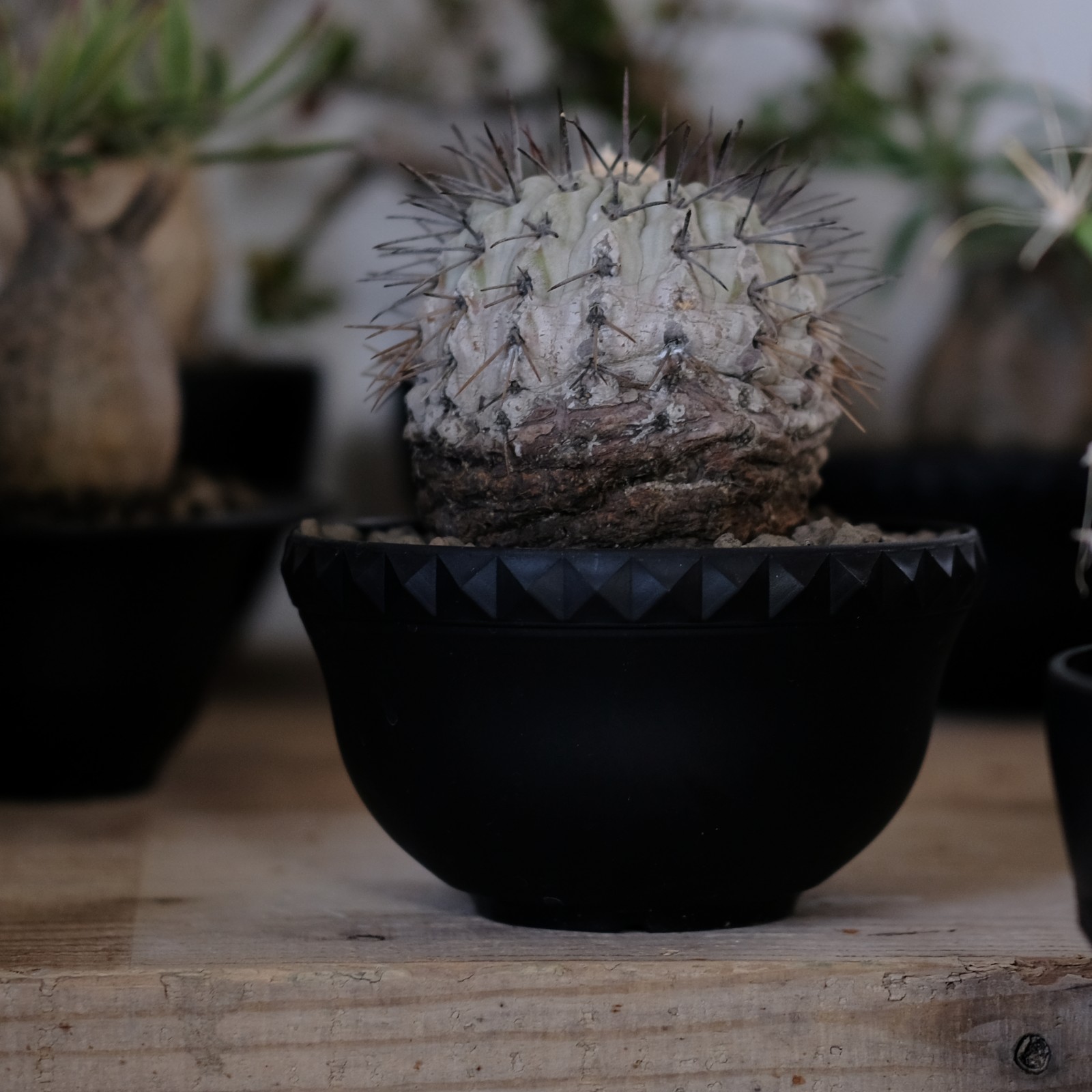 黒色多肉植物 陶器鉢入り 中型*3 楽天市場】陶器鉢 植木鉢 3号ショートタイプ 筒型 ブラック 艶消し黒