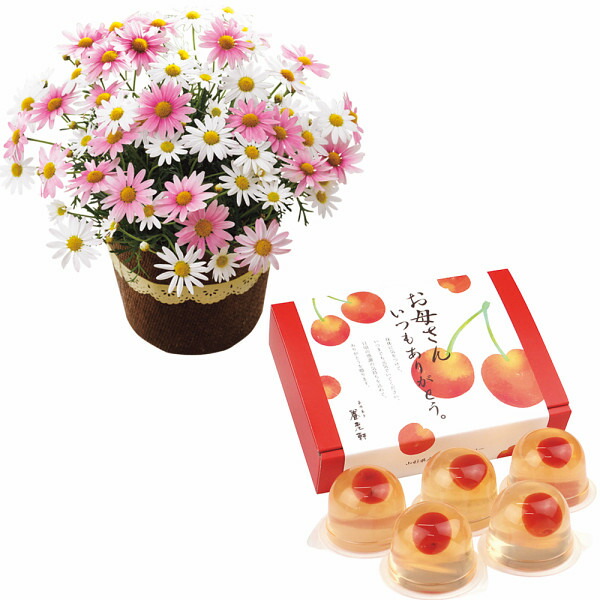 母の日 ギフト【値引】【送料無料】 【ご注文は5月5日迄】【お届けは5月6日~5月10日迄】 【山形県産さくらんぼのゼリーとマーガレット鉢植え5号のセット】 プレゼント 花束 花鉢 花 カーネーション スイーツ 母