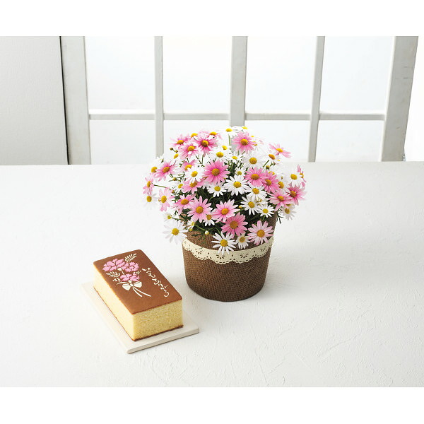 母の日 ギフト【値引】【送料無料】 【ご注文は５月5日迄】【お届けは５月７～５月１１日迄】 【長崎堂 母の日カステーラとマーガレット鉢植さくらべーる５号のセット】 ギフト プレゼント 花束 花鉢 花 カーネーション スイーツ 母