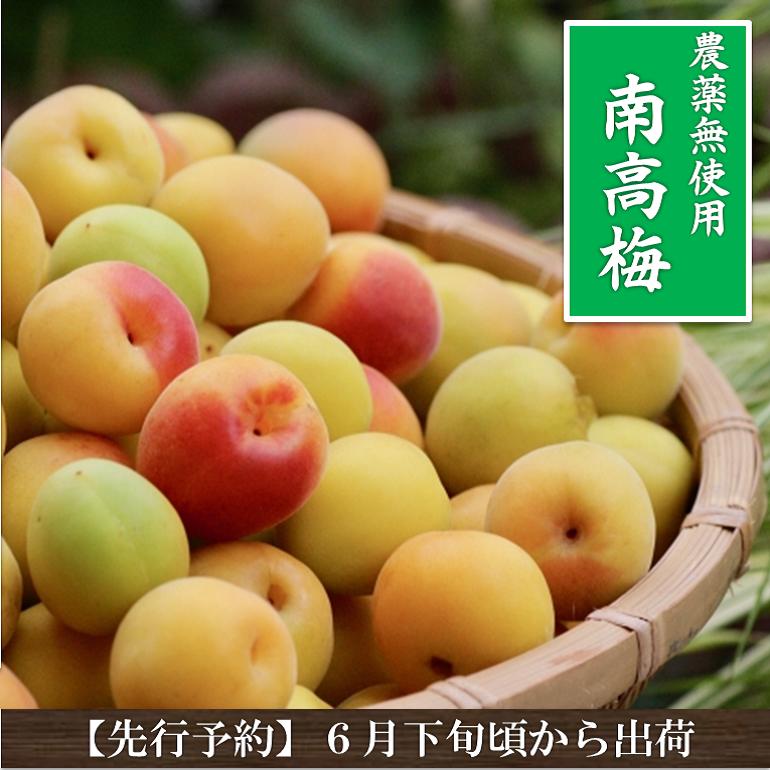 【予約受付中】 青梅 南高梅 無農薬 3kg 有機肥料 訳あり 黄熟 オーガニック 奈良県 生梅 冷凍梅 梅酒 梅干 梅シロップ 梅酢 梅ドリンク 梅ジュース 梅 産地直送 国産 シロップ ジャム 安心 安全 美容 健康 梅干し用 数量限定 予約商品 送料無料