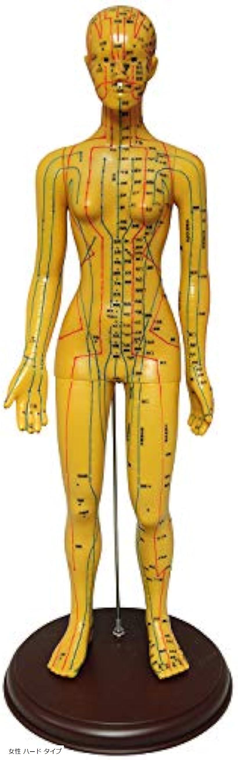 人体模型 ツボ 針灸 鍼灸経穴模型 経絡 モデル 整体 マッサージ 学習用 52 5cm 女性 女性 Monolife 専用箱 弱点を突かせないためにどうするか Diasaonline Com