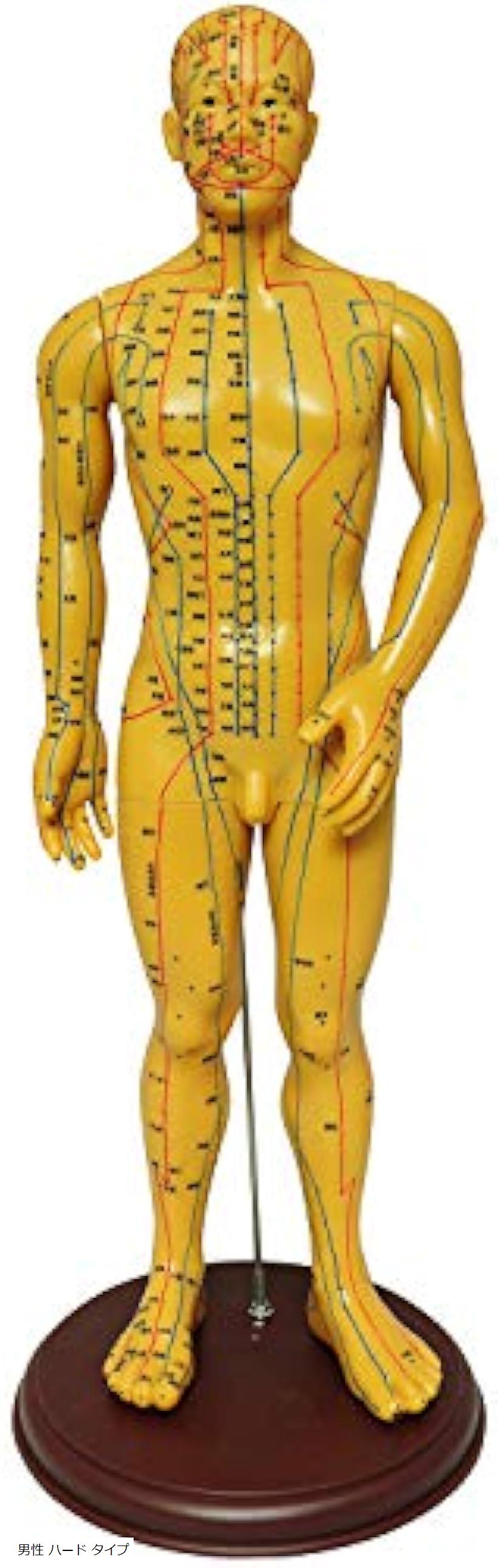 人体模型 ツボ 針灸 鍼灸経穴模型 経絡 モデル 整体 マッサージ 学習用 52 5cm 男性 男性 Monolife 頭から足先まで全身の経絡 515 Volleybalcluboegstgeest Nl