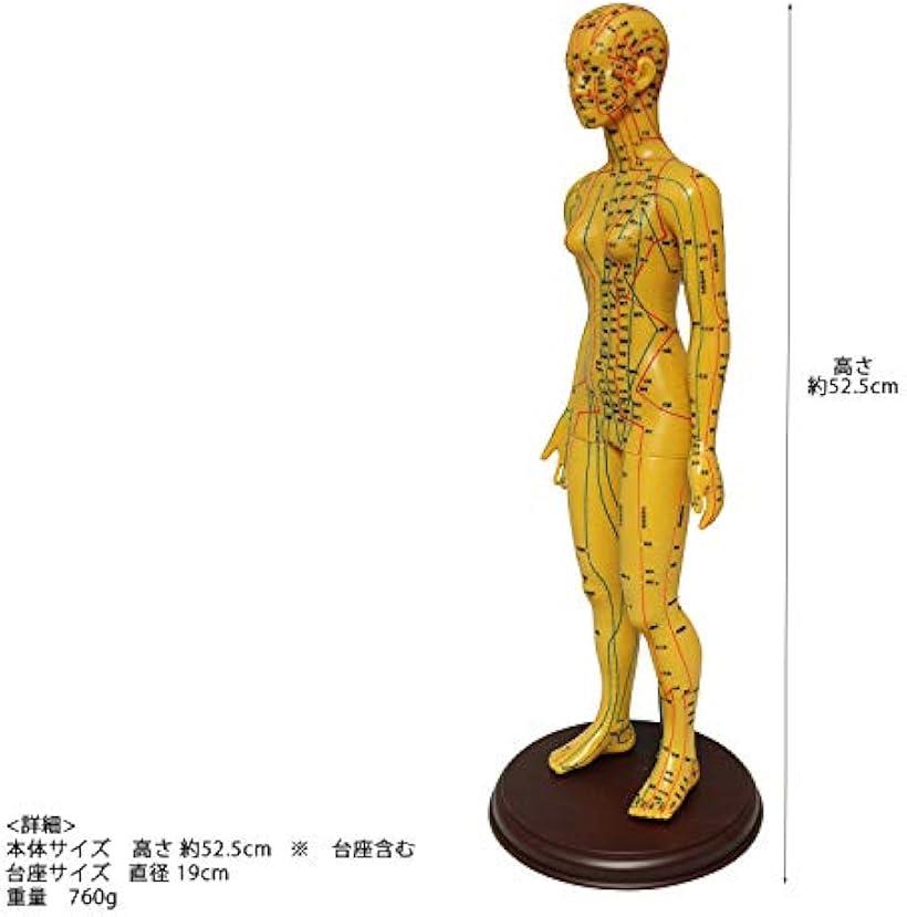 楽天市場 人体模型 ツボ 針灸 鍼灸経穴模型 経絡 モデル 整体 マッサージ 学習用 52 5cm 女性 ソフトビニール タイプ 女性 ソフトビニール タイプ Reapri