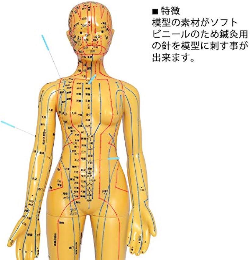 楽天市場 人体模型 ツボ 針灸 鍼灸経穴模型 経絡 モデル 整体 マッサージ 学習用 52 5cm 女性 ソフトビニール タイプ 女性 ソフトビニール タイプ Reapri