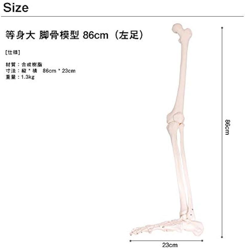 楽天市場 人体模型 下肢骨 大腿骨 脛骨 足骨 等身大 86cm ワイヤーつなぎ モデル 左足 Reapri