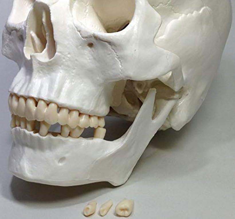 楽天市場 実物大 超精密 頭蓋骨 模型 可動 タイプ 歯科 耳鼻科 眼科 学校教材用 頭部 プロップ 骸骨 髑髏 ドクロ スカル ガイコツ ホワイト M Reapri