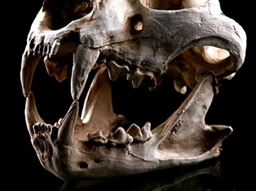 骨 標本 模型 骨格 頭蓋骨 狼 ドクロ 骸骨 スカル 髑髏 動物 オブジェ 置物 レプリカ インテリア Giosenglish Com