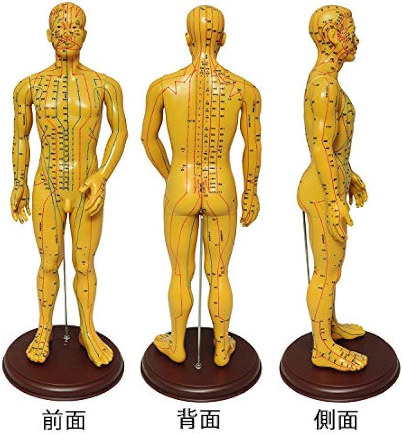 楽天市場 人体模型 ツボ 針灸 鍼灸経穴模型 経絡 モデル 整体 マッサージ 学習用 52 5cm 男性 ソフトビニール タイプ 男性 ソフトビニール タイプ Reapri