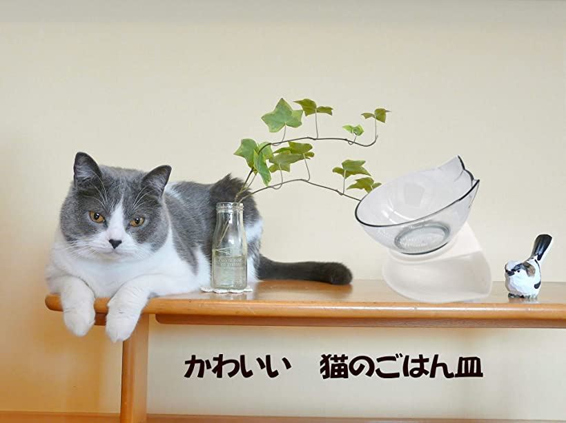 楽天市場 猫皿 フードボウル 餌入れ ネコ 水飲み スタンド かわいい 用 食器 Reapri