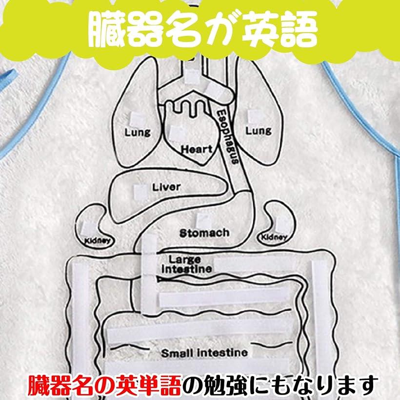 楽天市場 人体模型 エプロン 内臓 臓器 解剖学 学習 教育 生物学 小学校 保健授業 透明 Reapri