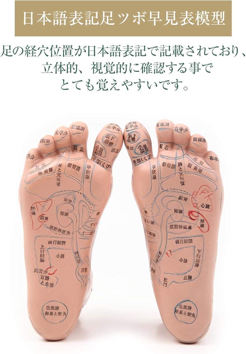 楽天市場 Ps J足つぼ 模型 日本語表記 cm マッサージ棒 セット 教材やご家庭でも Reapri