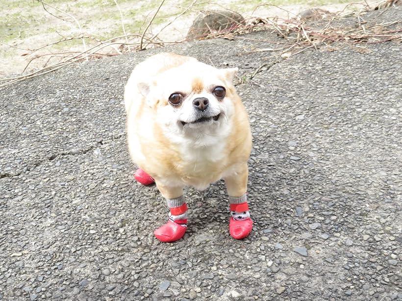 小型犬用靴下 滑り止め L ブルー 犬用ソックス 肉球保護 特別送料無料 犬用ソックス