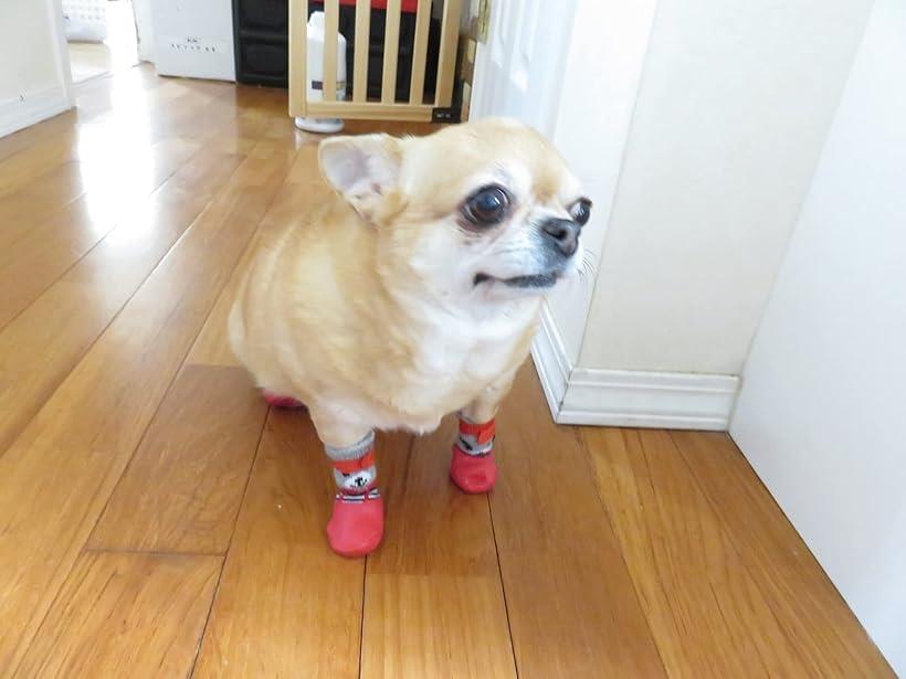 小型犬用靴下 滑り止め L ブルー 犬用ソックス 肉球保護 特別送料無料 犬用ソックス