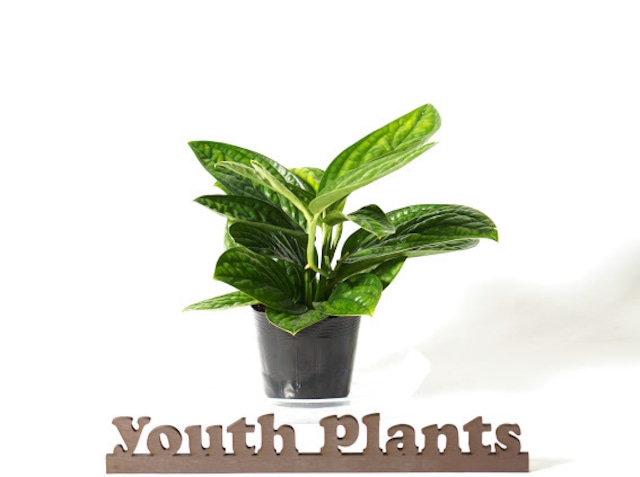 モンステラ　シャトルウィング※希少※ 楽天市場】観葉植物 希少！ モンステラ シャトルウイング 4号鉢