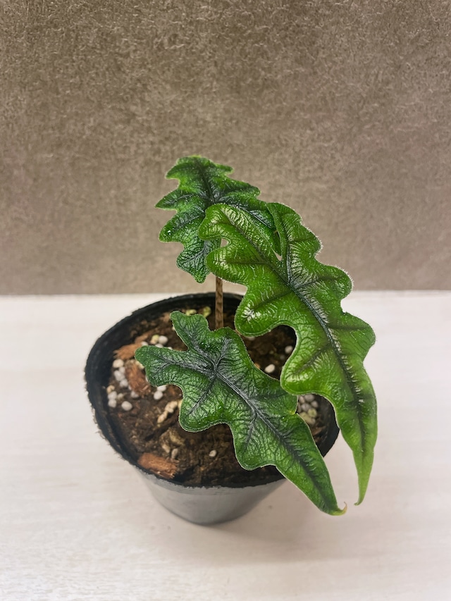 希少 アロカシア ジャックリン オーレア 楽天市場】アロカシア ジャックリン 希少種 レア 観葉植物