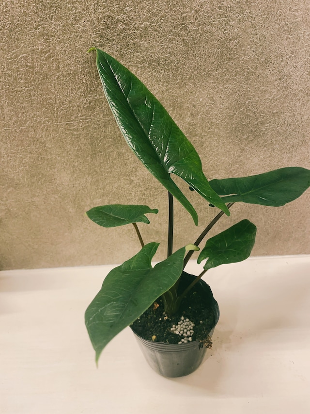 楽天市場】アロカシア スカルプラム スカルプルム 観葉植物