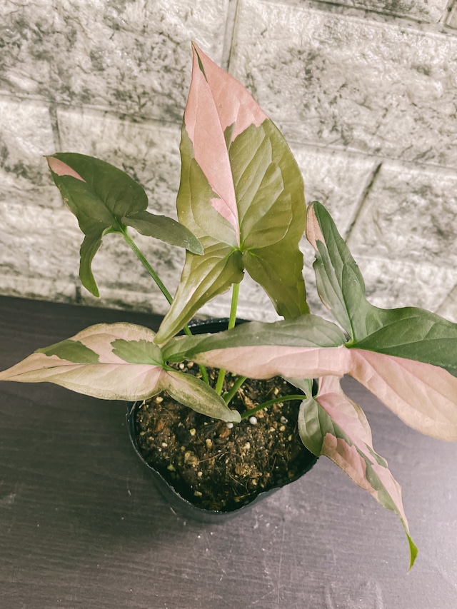 アロカシア アマゾニカ 3.5号 希少 レア 珍しい 植物 小さい 鉢 おしゃれ お祝い 土 ミニ 棚 希少 珍しい 北欧 引っ越し祝  新築祝 ユースプランツ youth plants youth plants