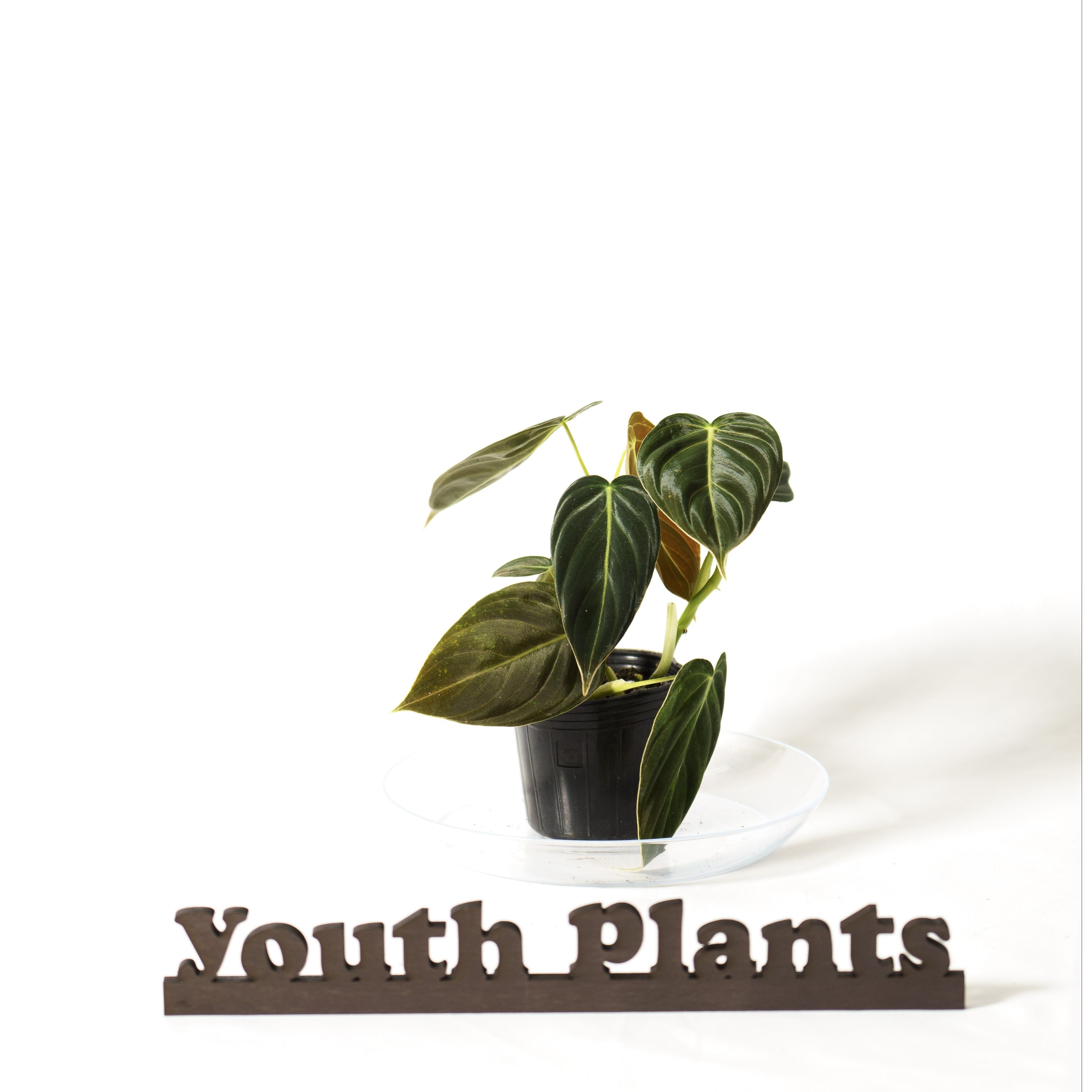 楽天市場】フィロデンドロン グロリオーサム 3.5号鉢 人気の観葉