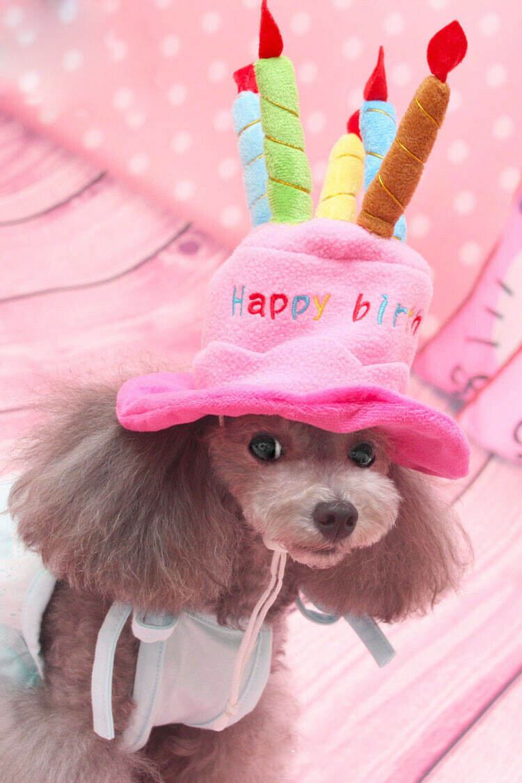 犬の帽子 バースデーハット 誕生日帽子