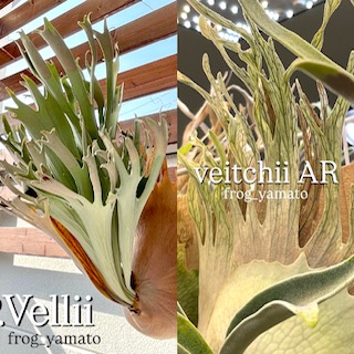 楽天市場】ゆうパック 送料無料 frog_yamato【ridleyi nano】リドレイ