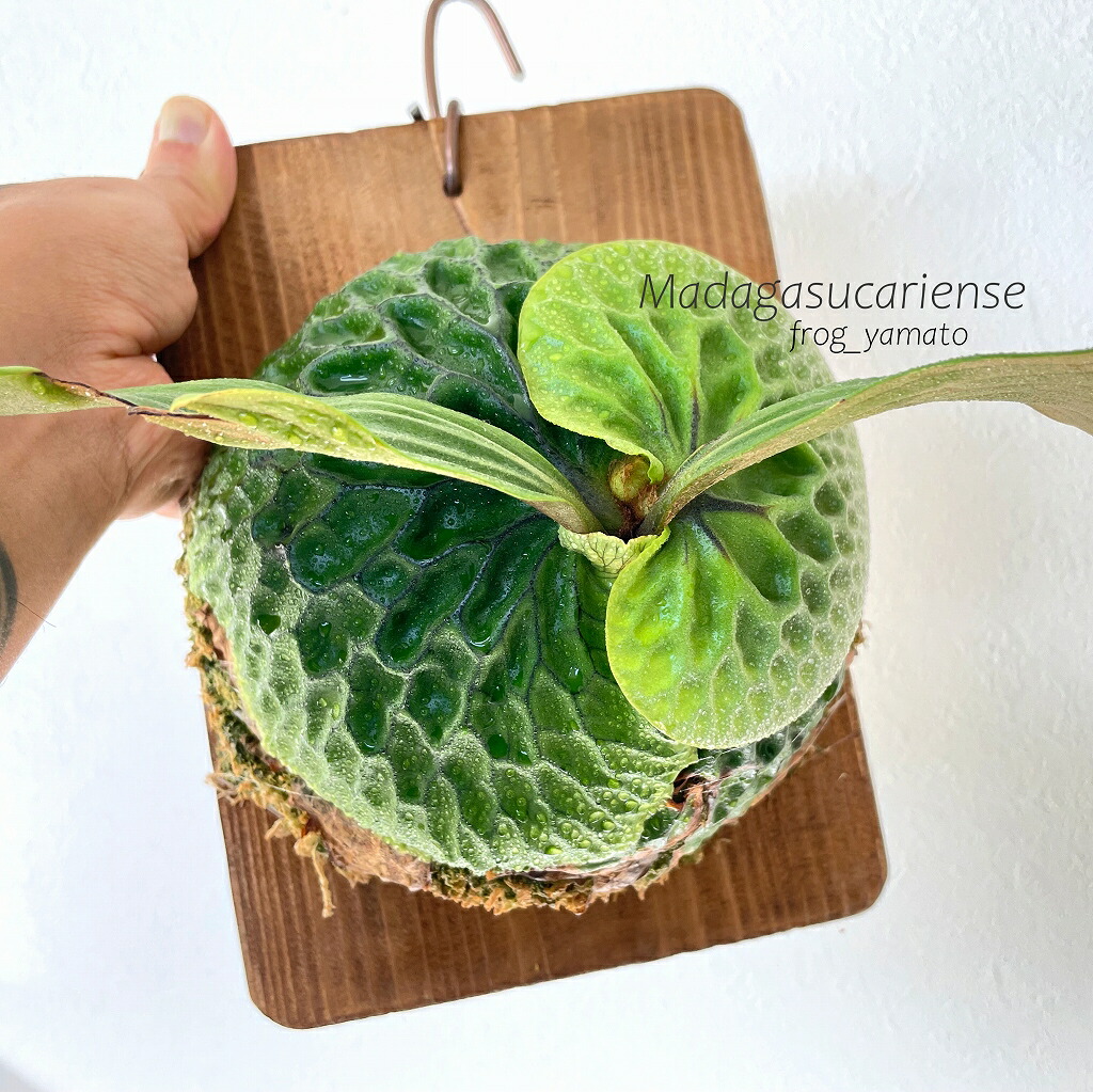 楽天市場】ゆうパック 送料無料 frog_yamato【ridleyi nano】リドレイ