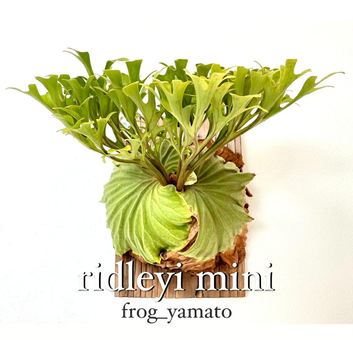 楽天市場】ゆうパック 送料無料 frog_yamato【現品株】 P