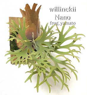 楽天市場】コウモリラン ビカクシダ ウィリンキー OMG ドワーフ TC 3号