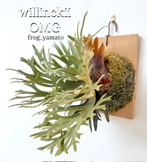 楽天市場】(現品) ビカクシダ 'ウィングスオブエンジェル' (TC) (No